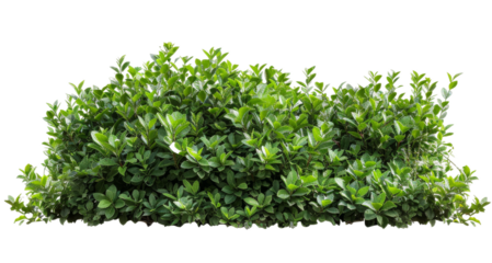 Scrub isolated from white or transparent background