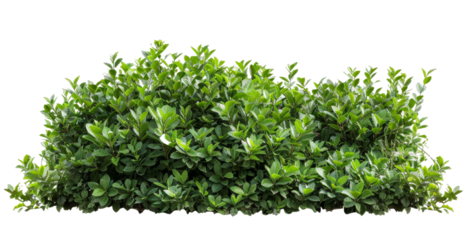 Scrub isolated from white or transparent background