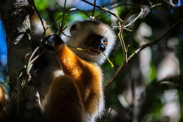 Fototapeta premium Graceful Diademed Sifaka Basks in Andasibe National Park’s Beauty, Madagascar, Africa