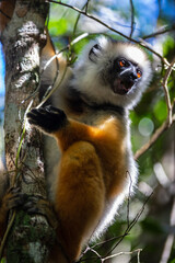 Graceful Diademed Sifaka in the Verdant Realm of Andasibe National Park, Madagascar, Africa