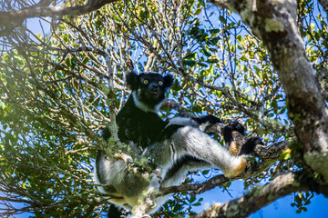 Fototapeta premium Echoing Calls of the Indri in Andasibe National Park, Madagascar, Africa