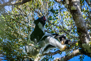 Fototapeta premium Echoing Calls of the Indri in Andasibe National Park, Madagascar, Africa
