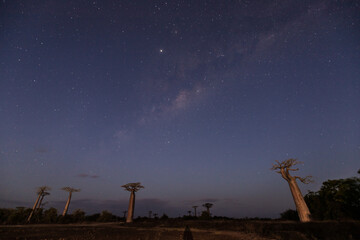 Galactic Canopy: The Milky Way’s Dance Above Baobab Avenue