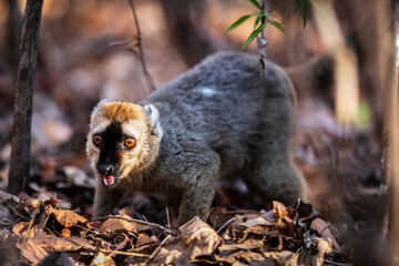 Curiosity in the Canopy: A Brown Lemur in Madagascar