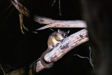 Nighttime Whispers: A Mouse Lemur’s Silent Vigil in Kirindy National Park