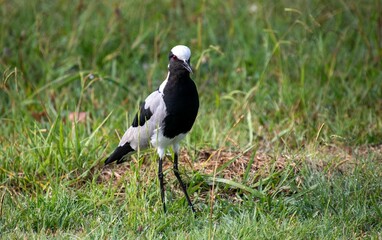 A blacksmith lapwing forages in the veld near a stream in the South African wild