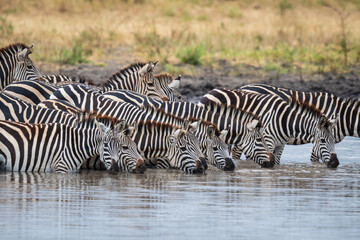 Fototapeta na wymiar Harmony at the Waterhole: Zebras in a Thirst-Quenching Ritual, Serengeti, Tanzania, Africa