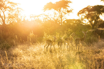 Golden Hour Gathering: Impalas Grace the Serengeti Plains, Tanzania, Africa - obrazy, fototapety, plakaty