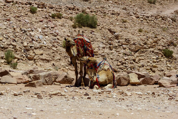 Jordan. Camels rest while waiting for tourists. Ancient rock-cut city of Petra. Petra is capital of...