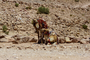 Jordan. Camels rest while waiting for tourists. Ancient rock-cut city of Petra. Petra is capital of Nabataean kingdom. Pink City of Petra is one of seven new wonders of world.