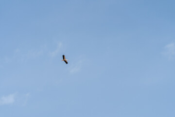 Fototapeta premium Stork, birds in the sky