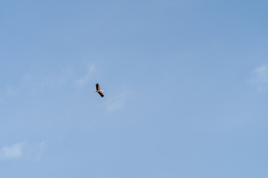 Stork, birds in the sky