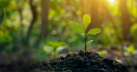 Young Plant Sprout Growing in Soil with Nature Background and Sun Rays, Ecology Concept - obrazy, fototapety, plakaty