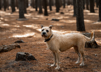 beautiful dog in the forest 