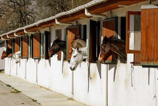Horse head. A group of horses in stable on a sunny day.