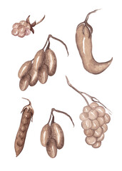 Fruits, berries and legumes in watercolor in beige tones. Healthy food set. Monochrome illustrations