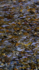 田舎を流れる清流