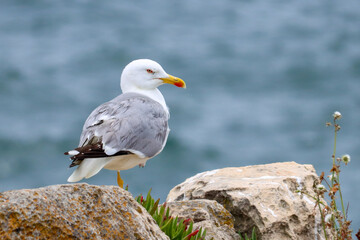 seagull on rock