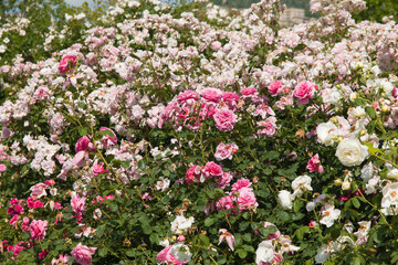 A romantic garden with beautiful roses in the spring season - 764680177