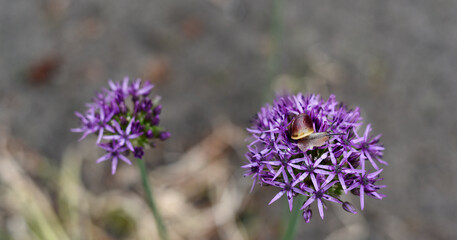 Fototapeta premium A snail sits on a purple flower
