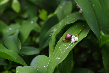 A snail crawls on a lily of the valley leaf