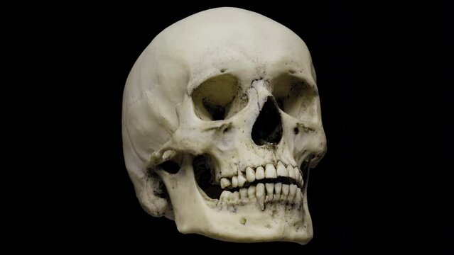 Human skull rotating on a black background The anatomically accurate human skull rotates on its axis. Seamless loop. Smooth rotation.