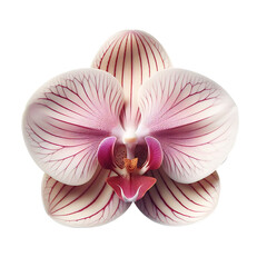 Fototapeta na wymiar pink orchid flower isolated on transparent background PNG Image
