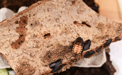 Large cockroaches on the stone.