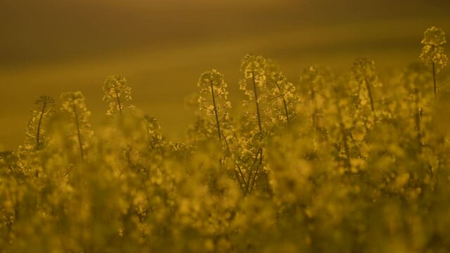 Stunning image capturing swaying rapeseed flowers bathed in the golden glow of the setting sun over a vast field of blossoming grain.
