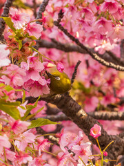 桜とメジロ
