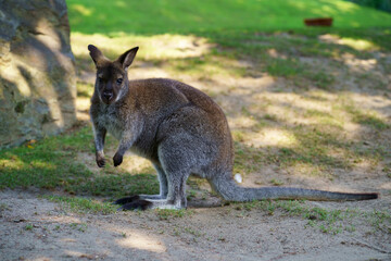 Czech Republic, Prague, zoo. September 2023: Close encounter between visitors and exotic animals. A...