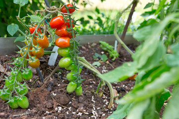 Cocktail tomatoes in the home garden .