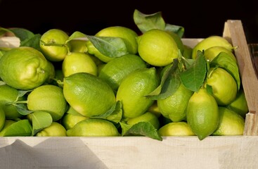 Lemons in a box at the market. Fresh lemon with leaves. Lemon Tree. Box of yellow lemons with fresh lemon tree leaves