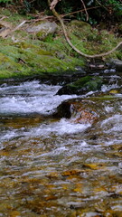 Fototapeta premium 田舎を流れる清流