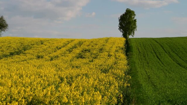 A birch growing between two different fields of grain and rapeseed