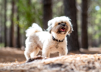 Beautiful dog in the forest  - obrazy, fototapety, plakaty
