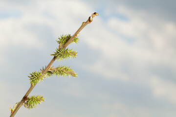 Blooming willow twig