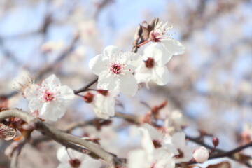 tree blossom