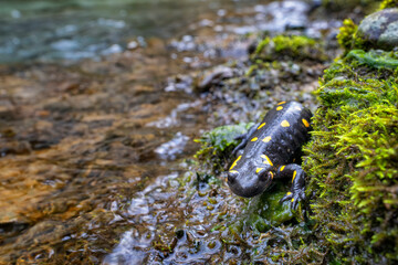 Fire salamander (Salamandra salamandra) close to a mountain brook. Colorful amphibian animal with black with yellow spots. Grivò creek, Faedis, Udine province, Friuli Venezia Giulia region, Italy.