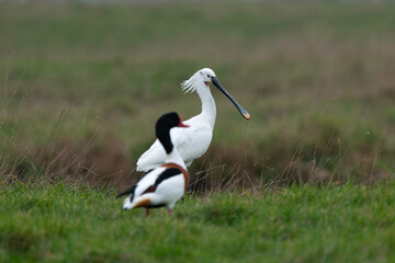 Spatule blanche, Platalea leucorodia, Eurasian Spoon, Tadorne de Belon,.Tadorna tadorna, Common Shelduck