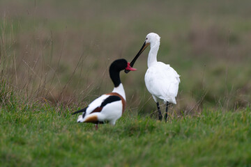 Spatule blanche, Platalea leucorodia, Eurasian Spoon, Tadorne de Belon,.Tadorna tadorna, Common Shelduck