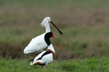 Spatule blanche, Platalea leucorodia, Eurasian Spoon, Tadorne de Belon,.Tadorna tadorna, Common Shelduck
