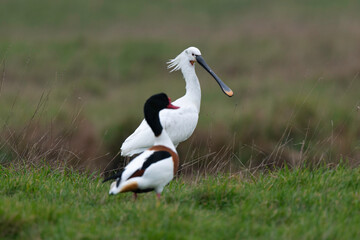 Spatule blanche, Platalea leucorodia, Eurasian Spoon, Tadorne de Belon,.Tadorna tadorna, Common Shelduck