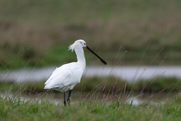 Spatule blanche, Platalea leucorodia, Eurasian Spoon