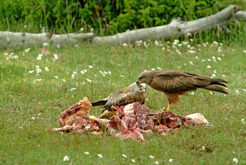 Milan royal,.Milvus milvus , Red Kite, Milan noir, .Milvus migrans, Black Kite
