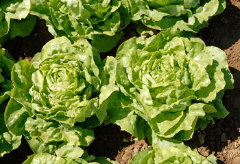 Lactuca sativa 'Laitue Pommée Sagess', laitue, salade
