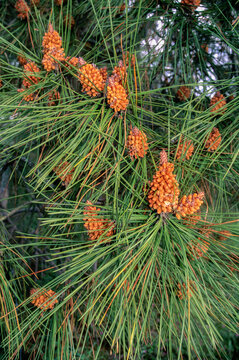 Pinus pinaster, Pin maritime