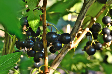 a bunch of black currant on a branch with the sun shining on them