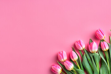 pink tulips ai generated on pink background - 764693157
