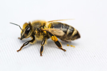 Nahaufnahme einer Biene auf weißen Untergrund.
